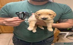 Golden Retriever dogs for sale: 8 Beautiful golden retrievers puppies for sale ❤️ - Advert 5