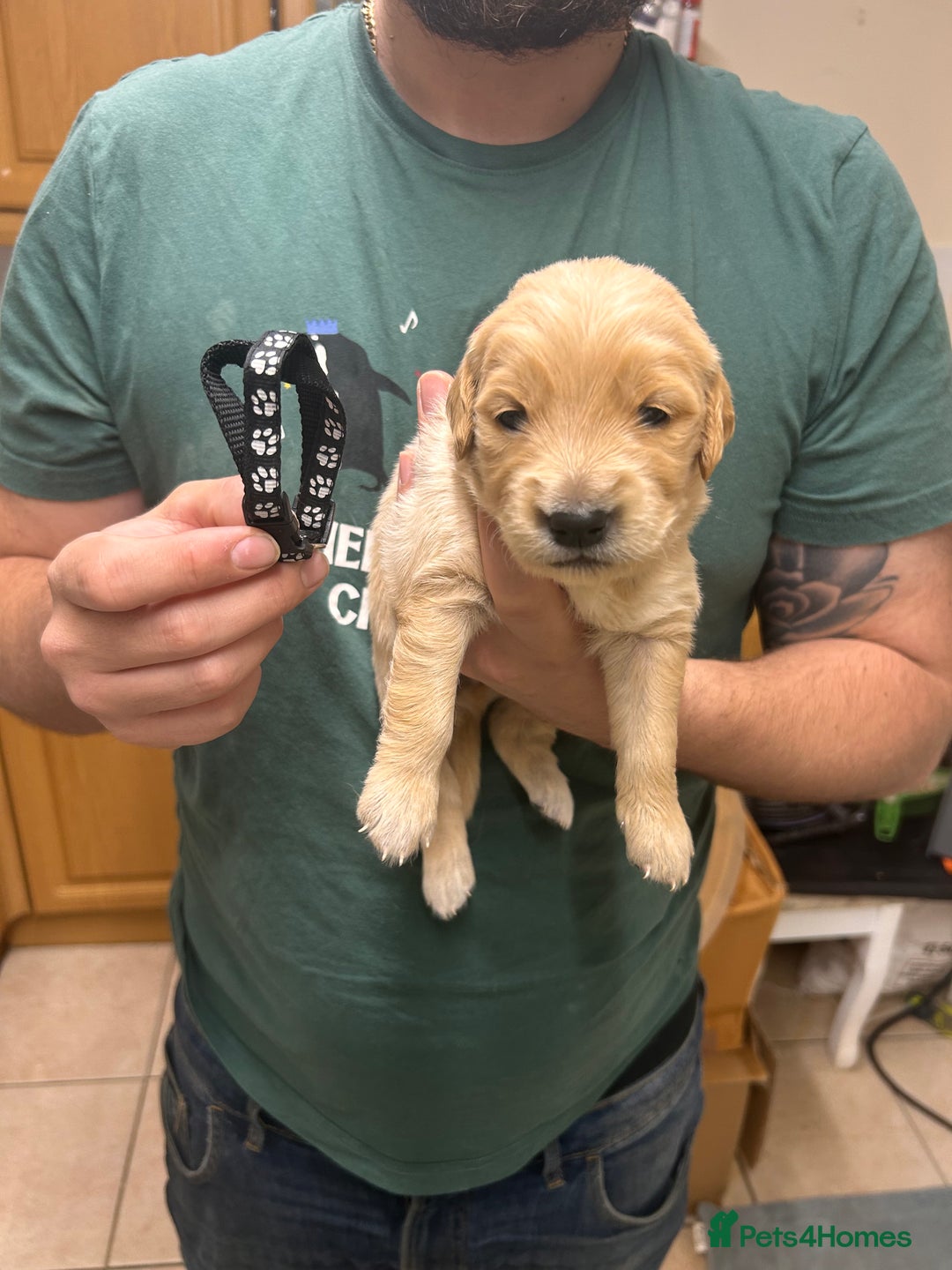 Golden Retriever dogs for sale: 8 Beautiful golden retrievers puppies for sale ❤️ - Advert 5