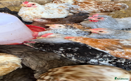 Chickens poultry for sale: Pekin bantams  - Image 3