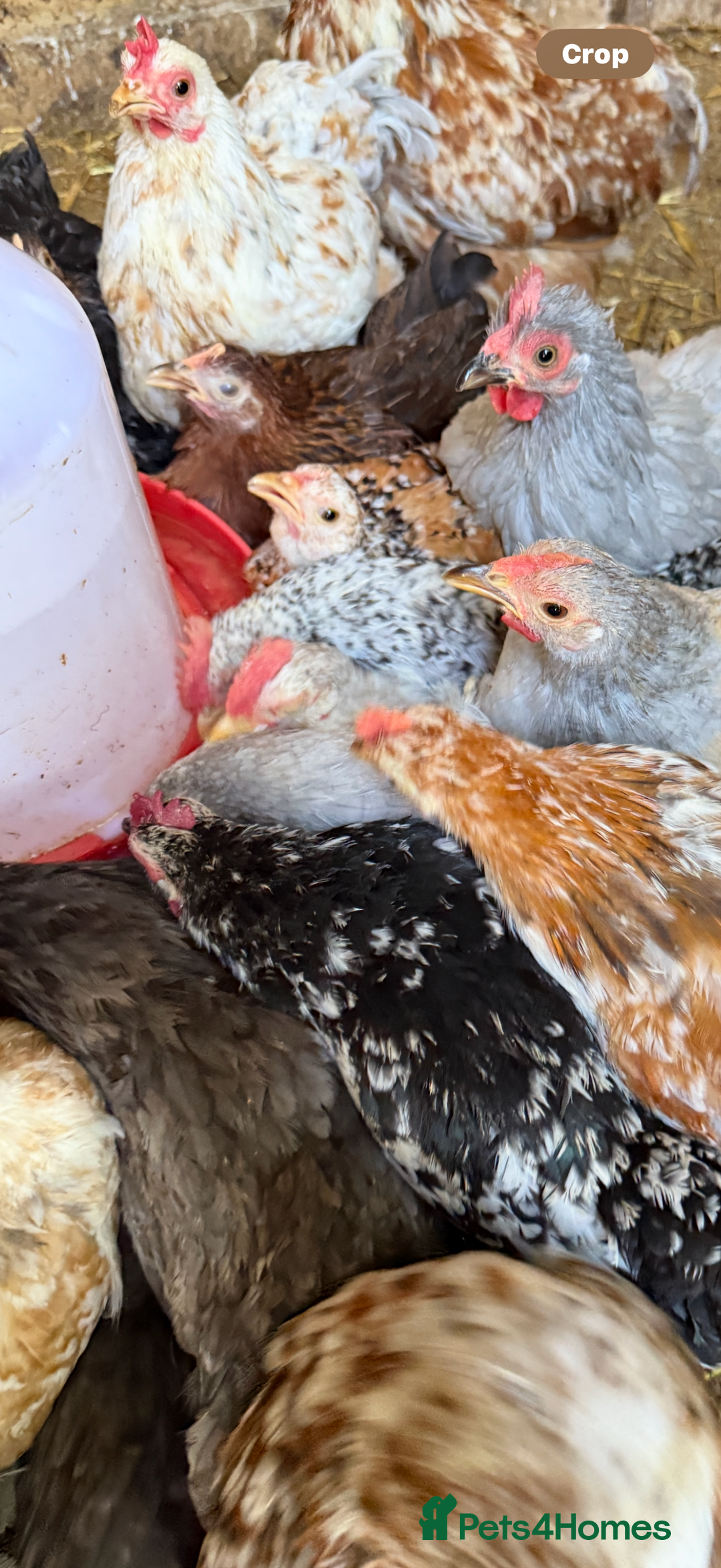 Chickens poultry for sale: Pekin bantams  - Image 3