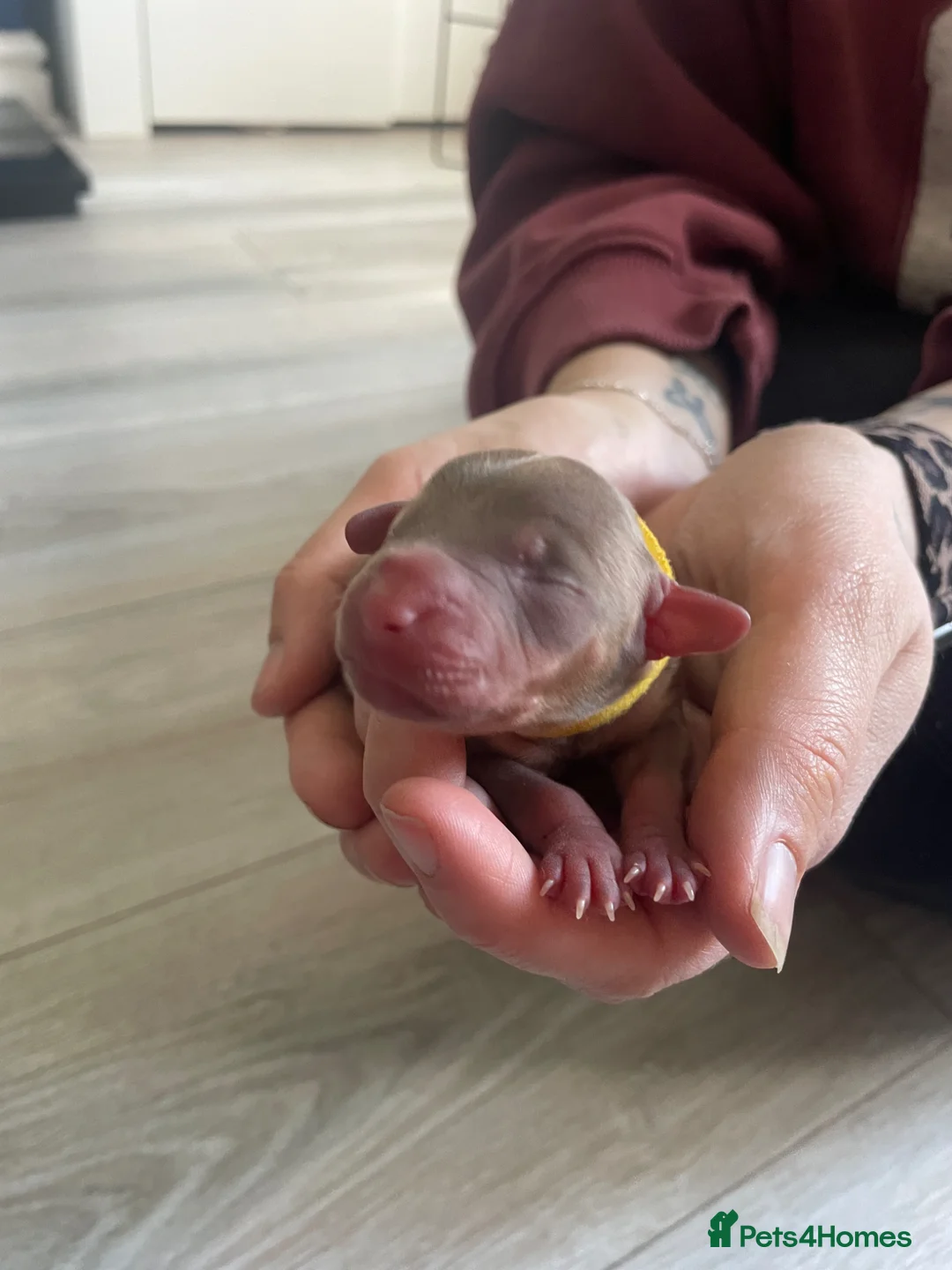 Mixed Breed dogs for sale: Beautiful Dachshund, French bulldog hybrid puppy in Stoke-on-Trent - Advert 20