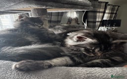 Maine Coon cats for sale: GCCF & TICA Reg Affectionate Maine Coon kittens - Image 18