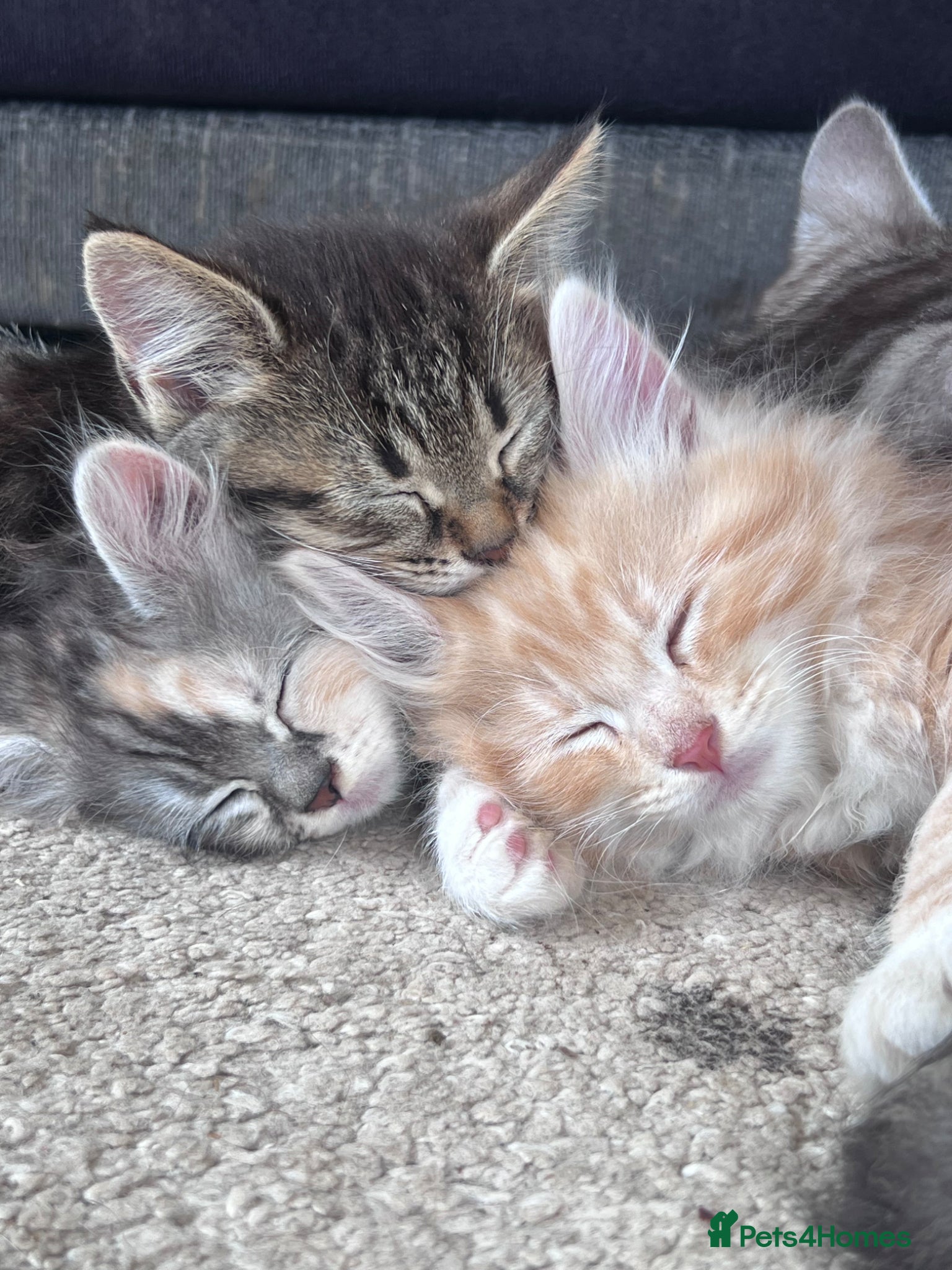 Siberian cats Beautiful Siberian cross kittens  - Advert 4