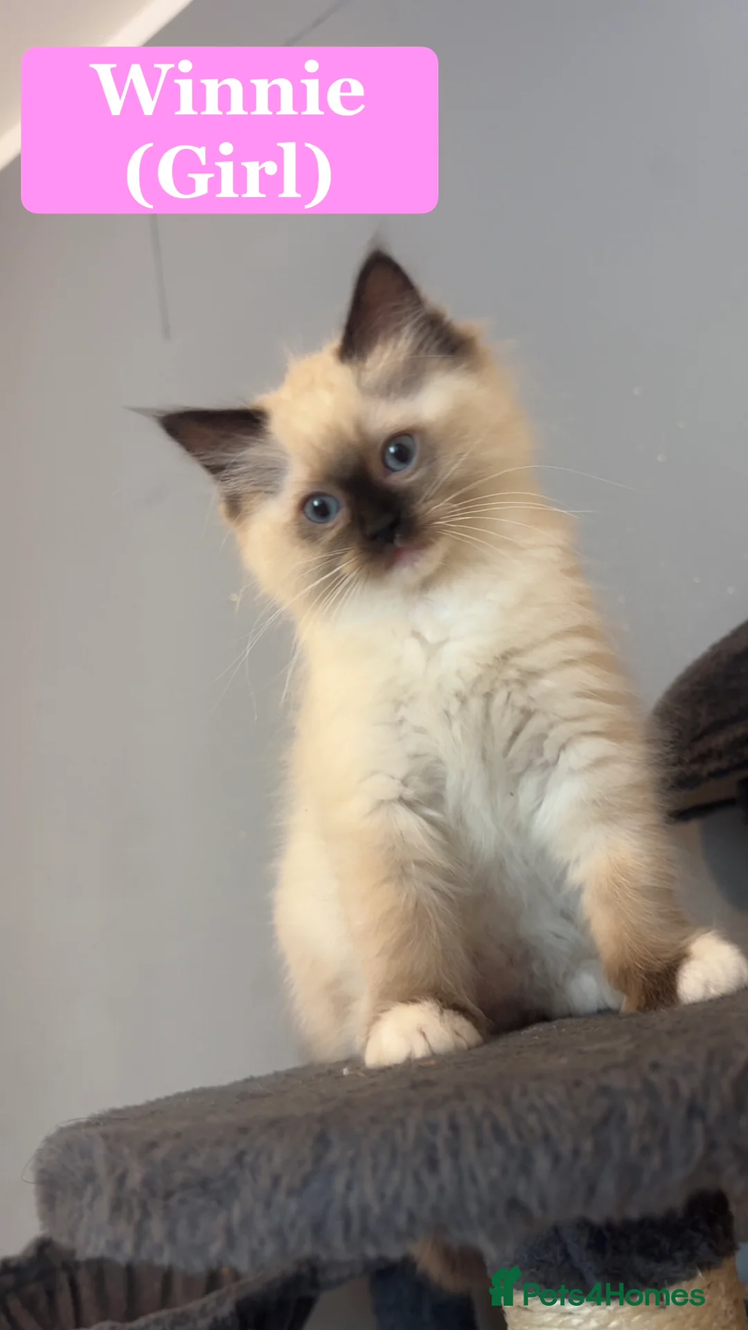 Ragdoll cats for sale: Adorable Pure Breed Ragdoll Kittens ❤️ - Advert 24