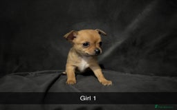Chorkie dogs for sale: For sale  - Advert 6