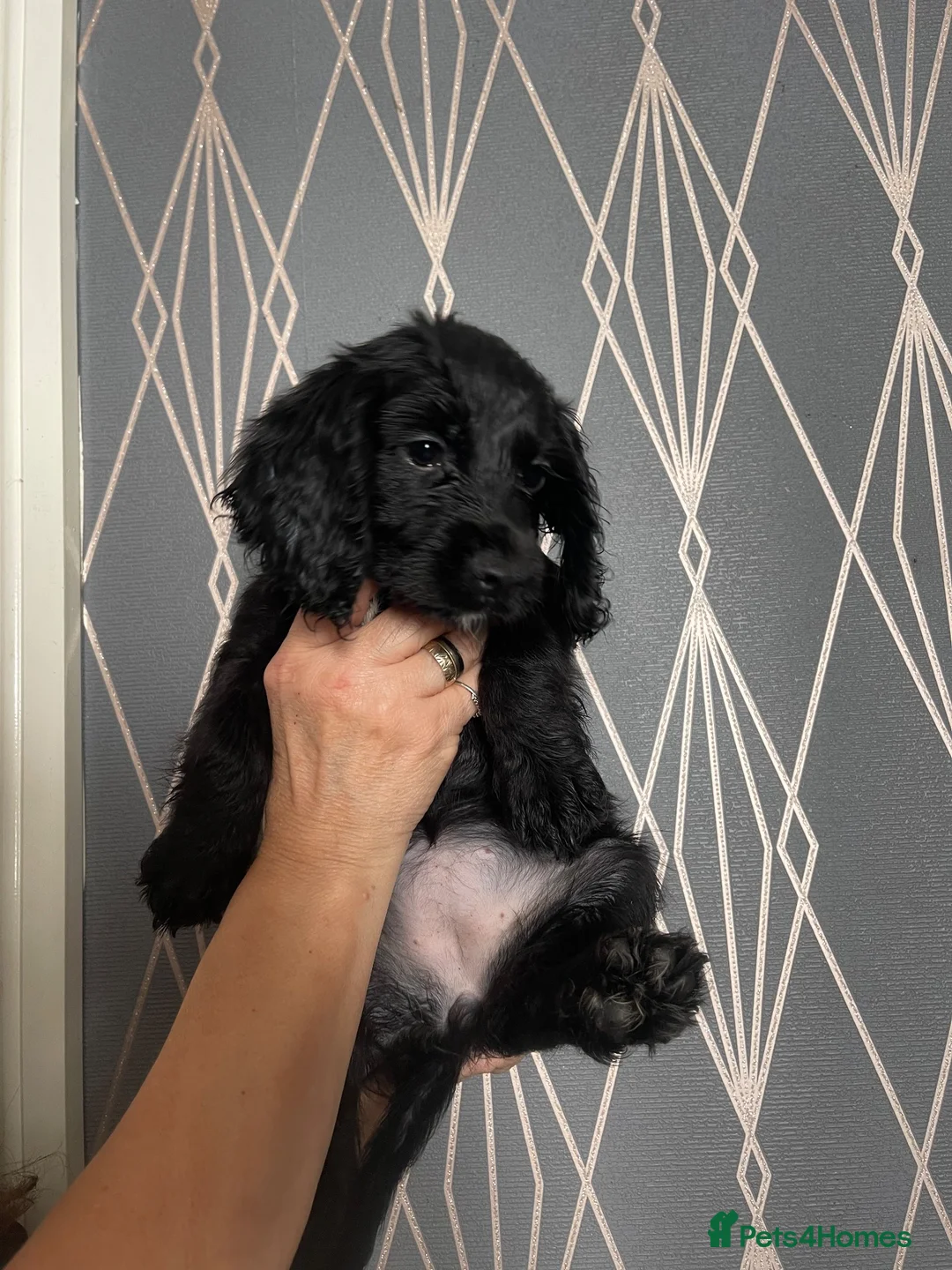 Cocker Spaniel dogs for sale: WORKING COCKER SPANIELS - Advert 7