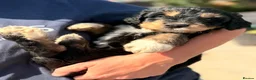 Australian Labradoodle dogs for sale: Australian double doodle puppies  - Advert 13