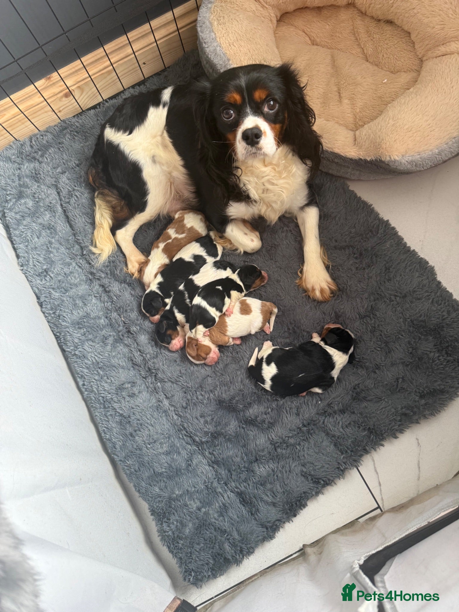 Cavalier King Charles Spaniel dogs 🐶Kc cavalier dna clear puppies 🐶 - Advert 2