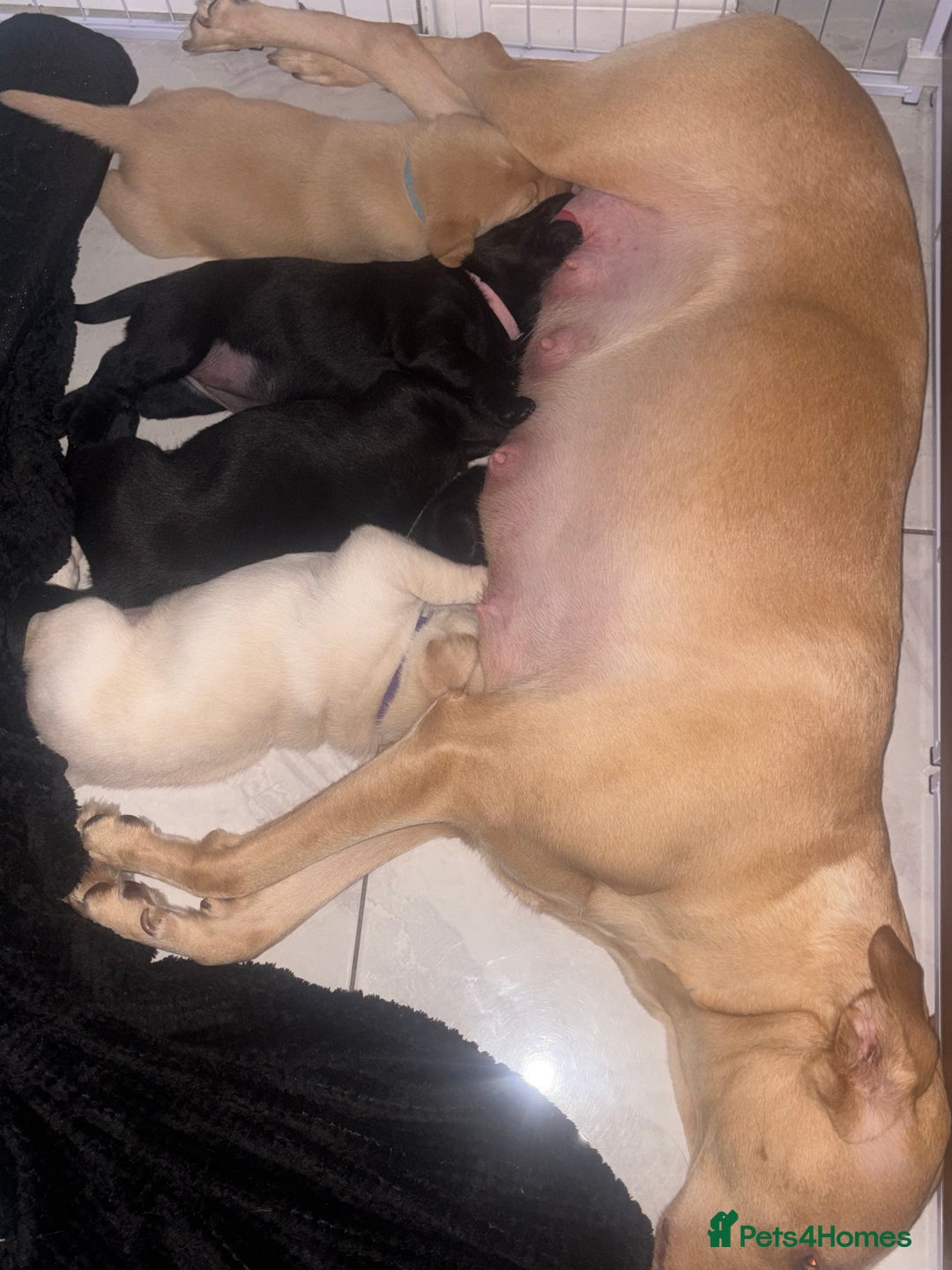 Labrador Retriever dogs for sale: Labrador puppies - 1 girl left!   - Advert 7