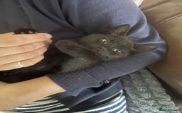 Mixed Breed cats for sale: 3 Beautiful, Friendly kittens  - Image 8
