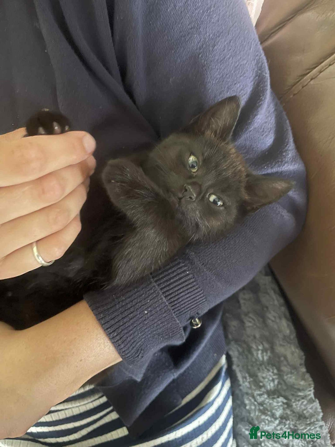 Mixed Breed cats for sale: 3 Beautiful, Friendly kittens  - Image 8