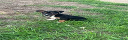 Jack Russell dogs for sale: Jack Russell Puppies - Advert 8