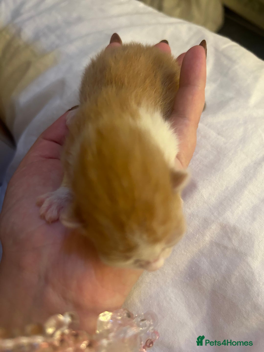 Mixed Breed cats for sale: Stunning ragdoll mix kittens for 5 star homes - Image 13