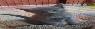 Ragdoll 1