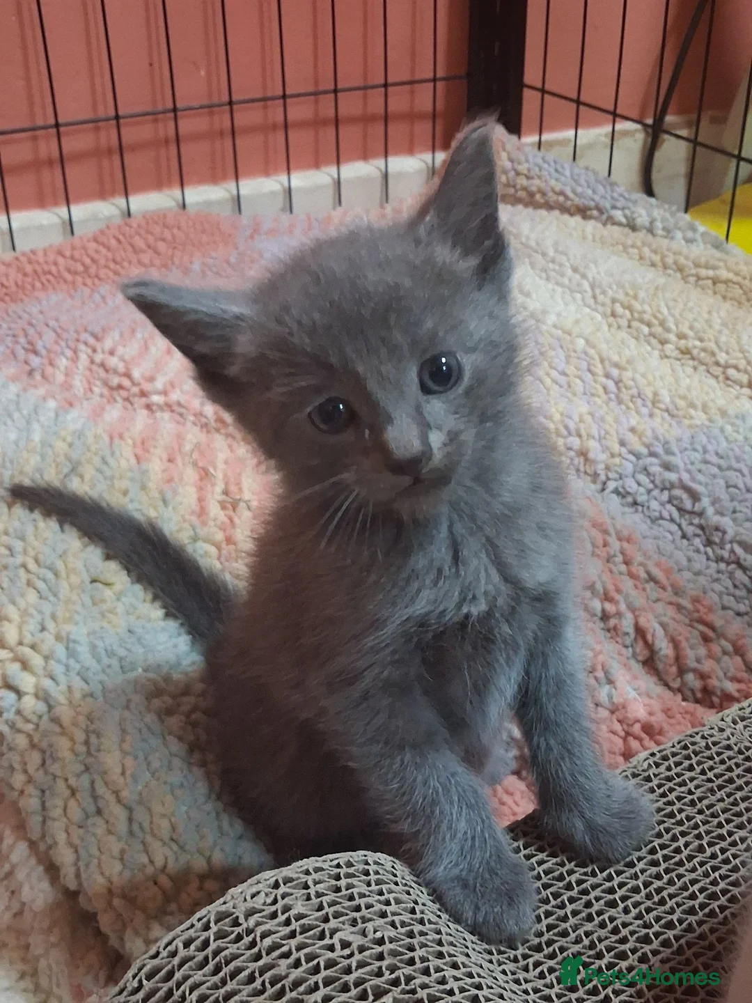 Ragdoll cats for sale: 5 ragdoll cross kittens  - Advert 2
