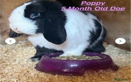 Mini Lop rabbits for sale: Mini Lops Bunnies. READ DESCRIPTION - Updated 27/8 in Chard - Image 7