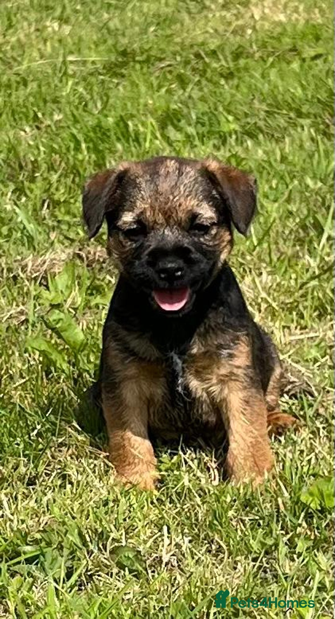 Terrier Mix Border Terrier Rehoming Terrier Mix Border Terrier Hip
