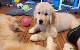 Golden Retriever dogs for sale: We have 5 boys and 3 girls Golden remaining 🐾 - Image 7