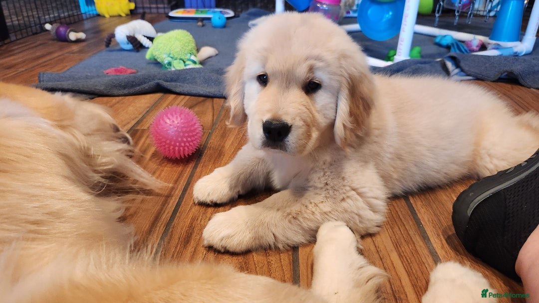 Golden Retriever dogs for sale: We have 5 boys and 3 girls Golden remaining 🐾 - Image 7