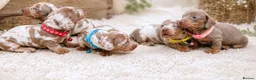 Miniature Dachshund dogs for sale: KC Mini Dachshund Puppies Isabella Dapple 🔥 - Advert 5