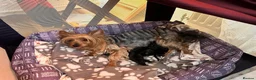 Yorkshire Terrier dogs for sale: Beautiful Yorkshire Terrier Puppy –Lola 🐾💗 - Advert 9