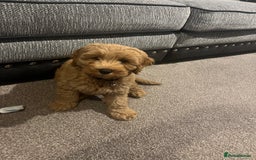 Cockapoo dogs for sale: Male 2 year old cockapoo  - Image 10