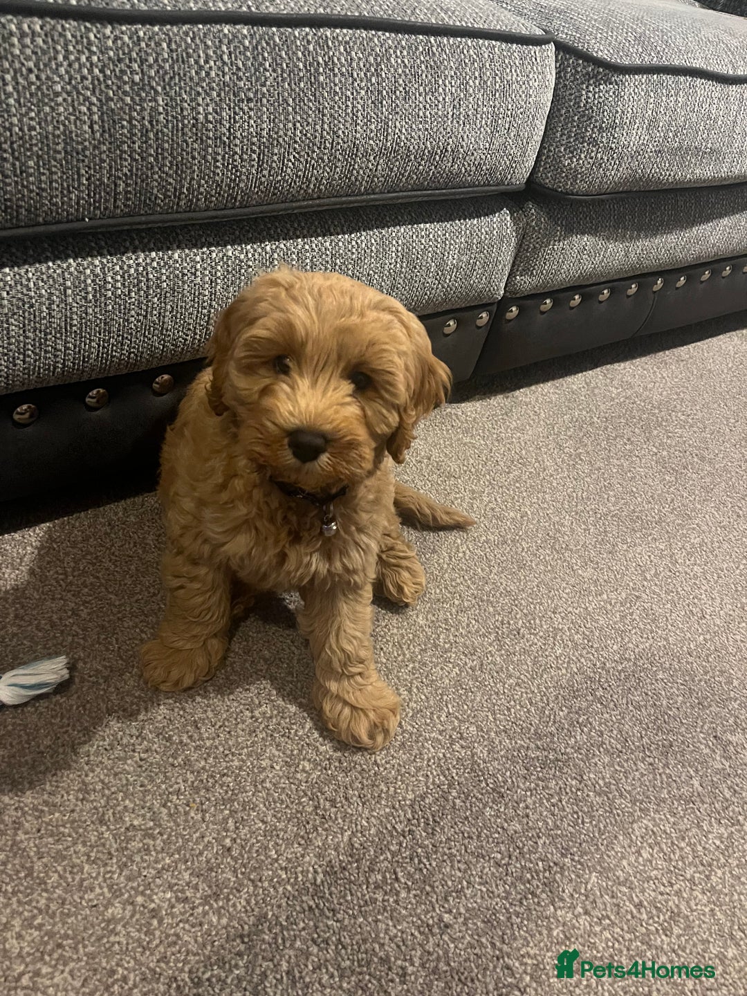 Cockapoo dogs for sale: Male 2 year old cockapoo  - Image 10