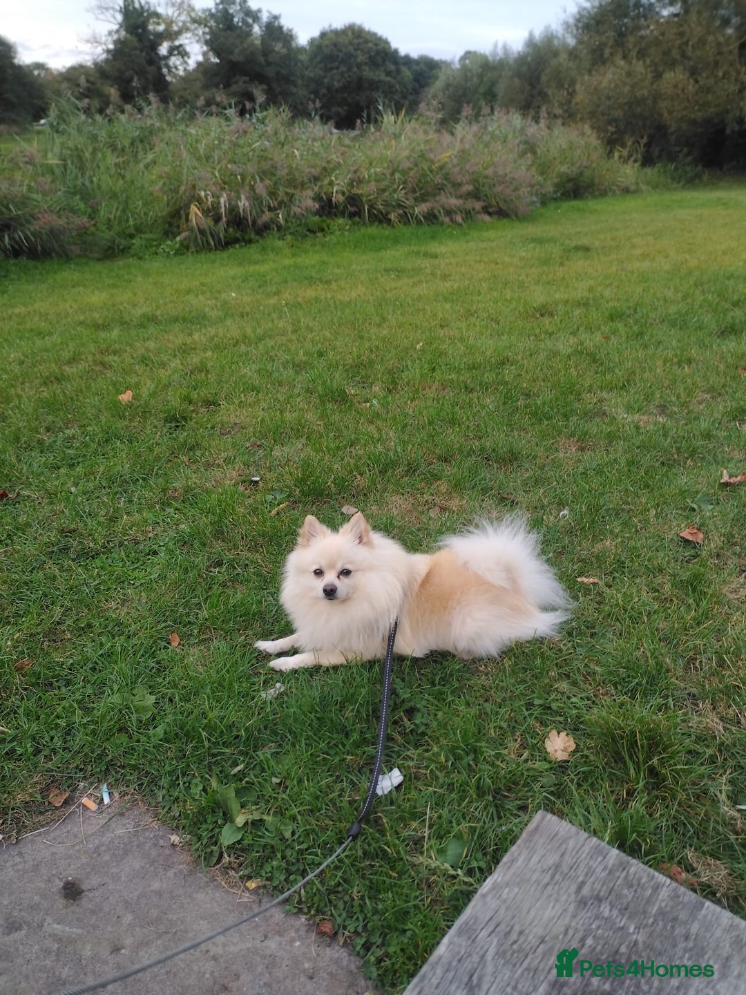 Pomeranian dogs for stud: Gorgeous Pomeranian for stud - Advert 3