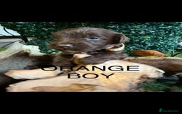 Cockapoo dogs for sale: F1 Cockapoo ( health tested parents) - Image 9