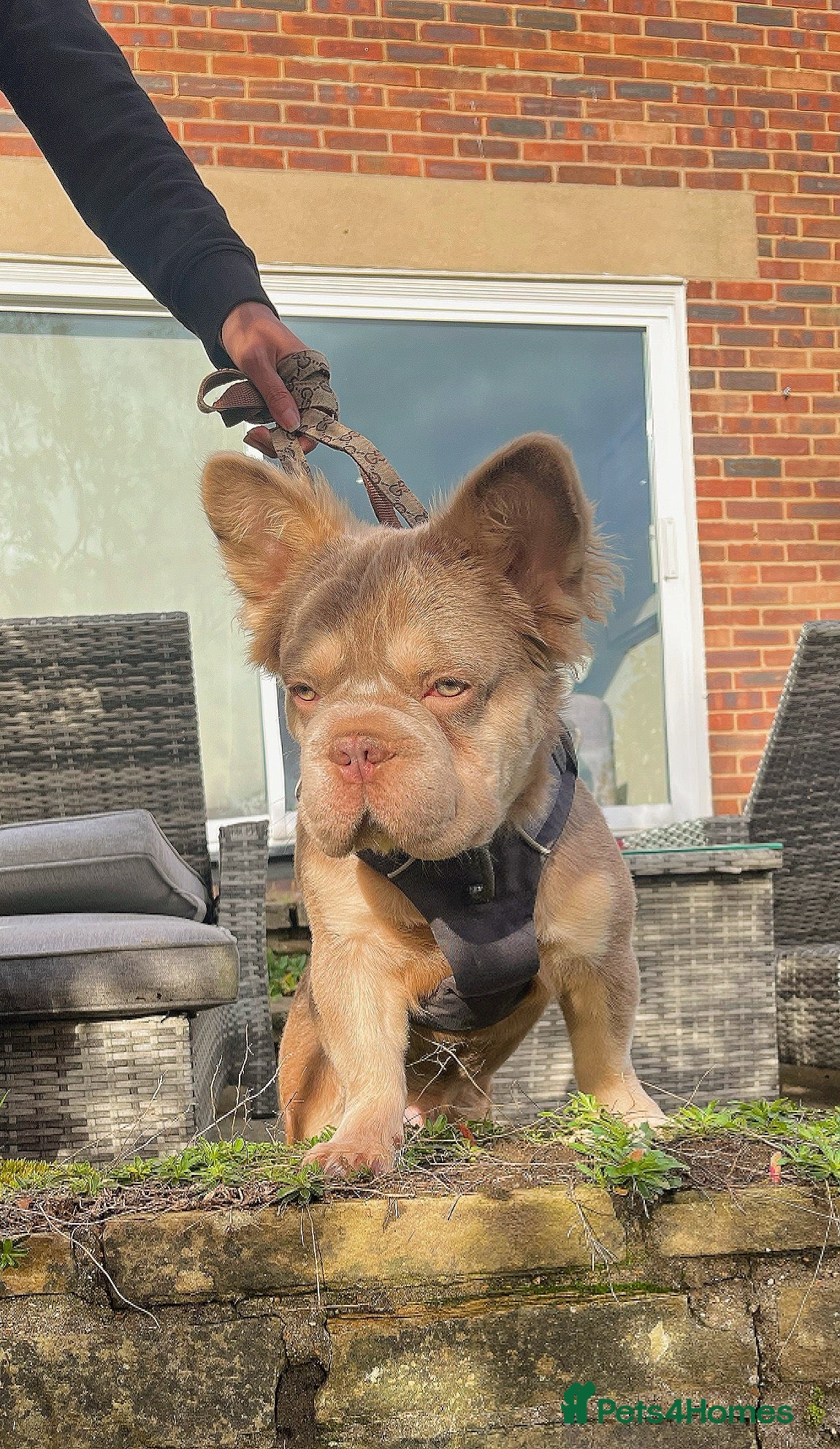 French Bulldog dogs PROVEN STUD - Advert 1