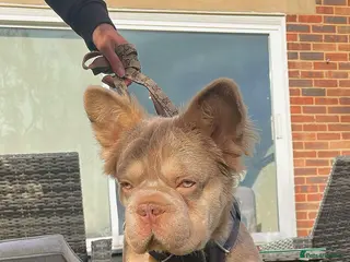 French Bulldog dogs PROVEN STUD - Advert 1
