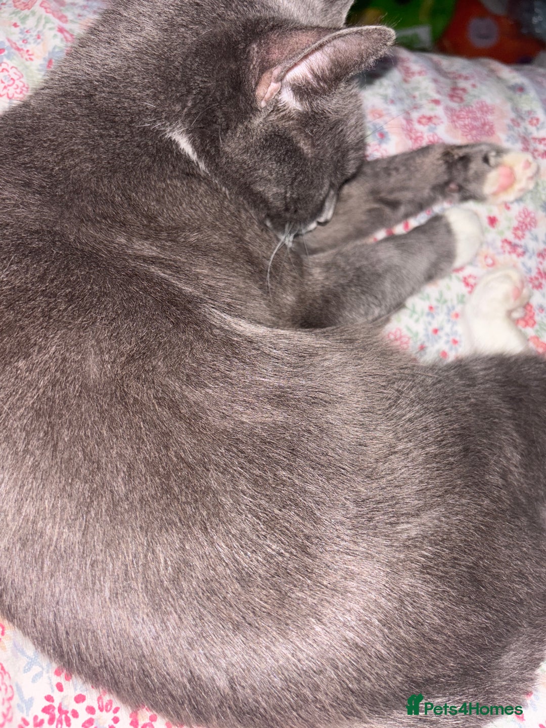 Domestic Shorthair cats for sale: Beautiful little fur ball kitten  - Advert 2