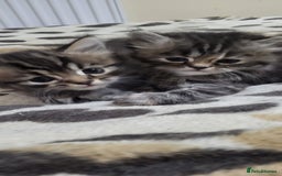 Siberian cats for sale: 9 beautiful Siberian kittens  - Image 8