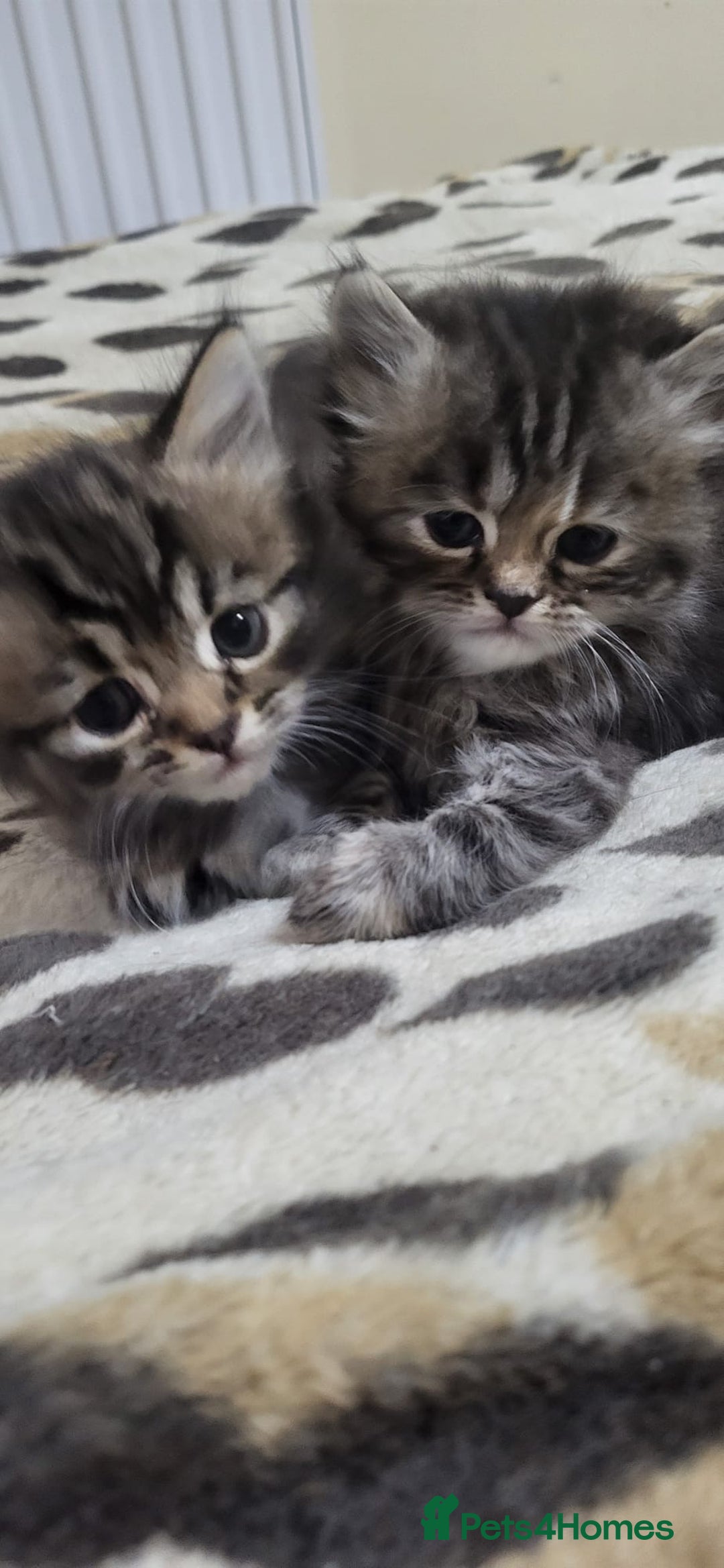 Siberian cats for sale: 9 beautiful Siberian kittens  - Image 8