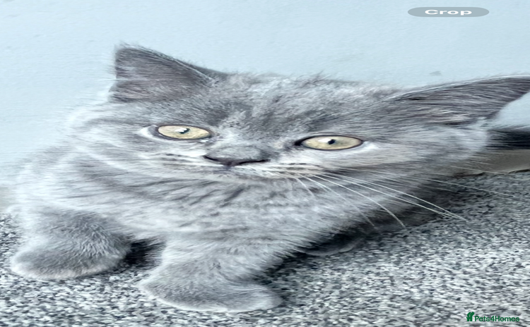 British Shorthair cats - Advert 4