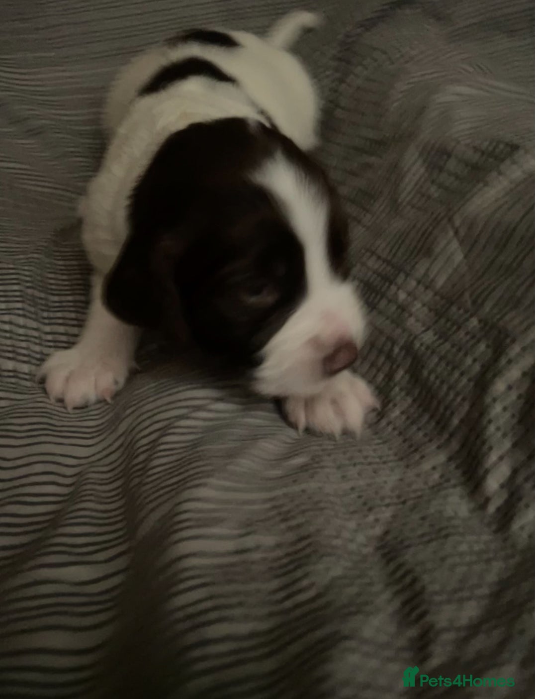 Sprocker dogs for sale: Gorgeous Sprocker Spaniel Puppies 🐶 - Image 14