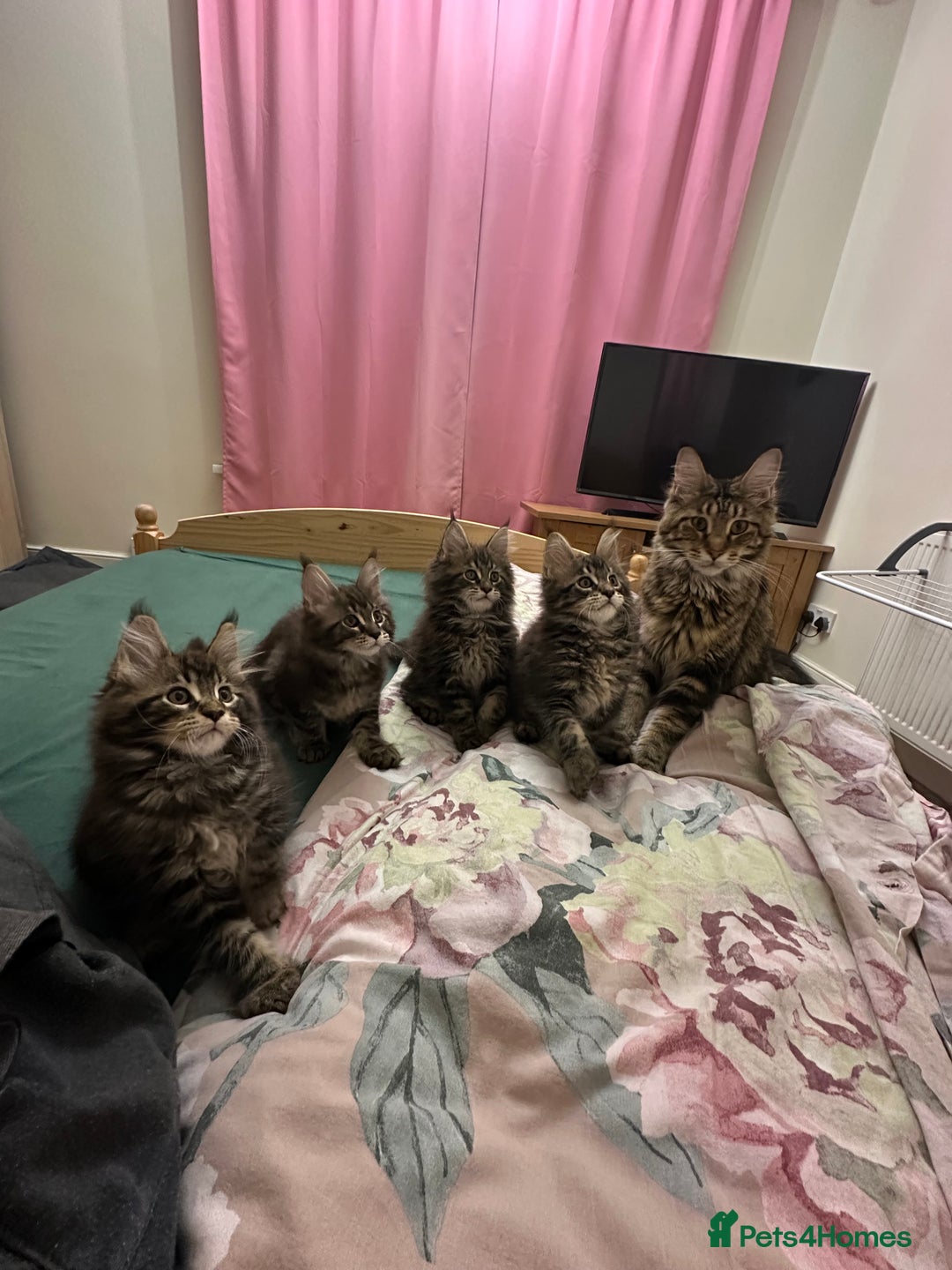 Maine Coon cats for sale: Main Coon - Image 2