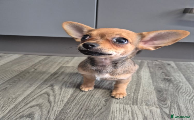 Chihuahua dogs - Advert 9
