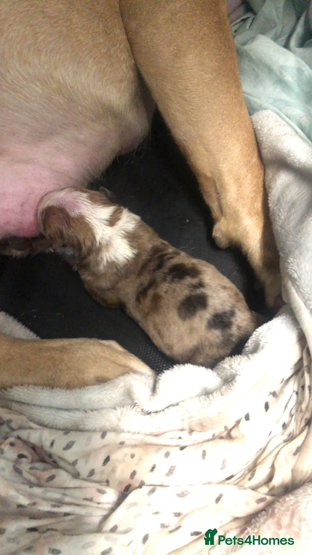 Mixed Breed dogs for sale: Pocket bully x staff  in Hyde - Advert 1