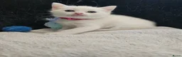 Persian cats for sale: Pure white long hair kittens. - Advert 25