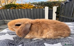Mini Lop rabbits for sale: Pure bred mini lop bunnies  - Image 1