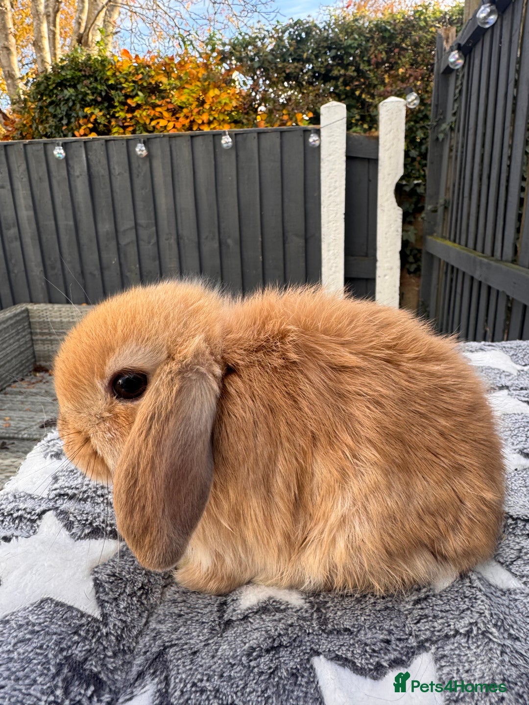 Mini Lop rabbits for sale: Pure bred mini lop bunnies  - Image 1