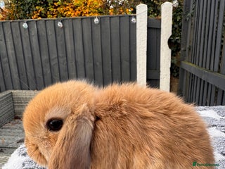 Mini Lop rabbits - Advert 4