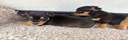 Mixed Breed dogs for sale: Jack Russell Cross Chorkie Puppies - Advert 29