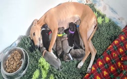 Whippet dogs for sale: KC Registered Whippet Puppies Scotland - Image 1