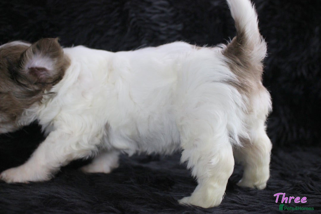 Yorkshire Terrier dogs for sale: Stunning Biro & Merle Yorkie Girls – Ready Nov 25 - Advert 8