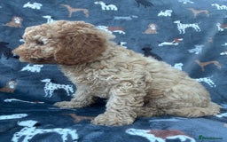 Miniature Poodle dogs for sale:  BOY MINIATURE POODLE AVAILABLE! - Image 6