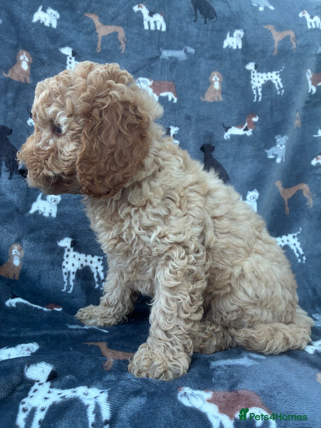 Miniature Poodle dogs for sale:  BOY MINIATURE POODLE AVAILABLE! - Image 6