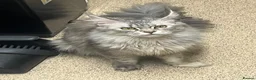 Maine Coon cats for sale: Stunning main coon Strom  - Advert 1