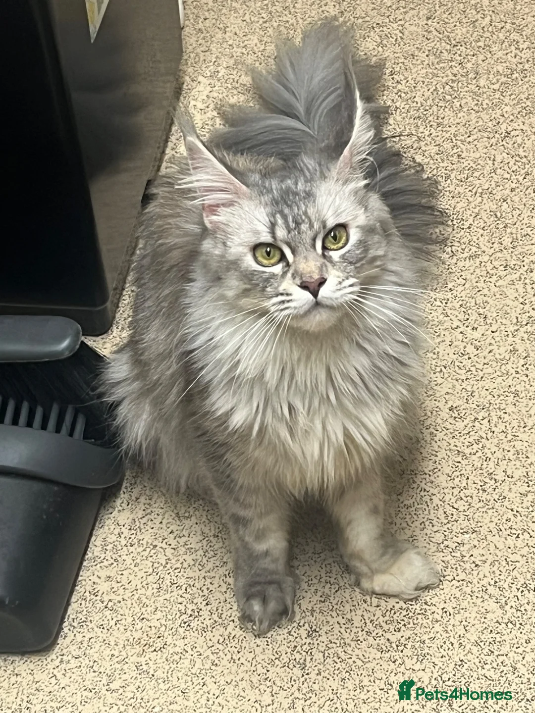 Maine Coon cats for sale: Stunning main coon Strom  - Advert 1